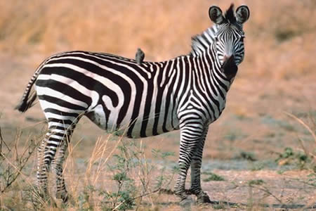 Равнинная зебра — факты, диета и среда обитания