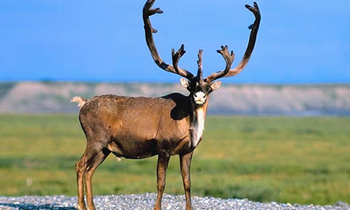 Caribou (Reindeer) - Key Facts, Information & Pictures