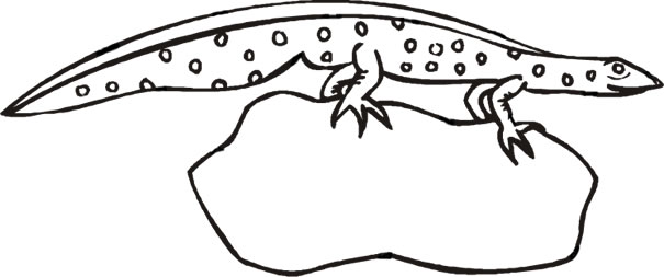 Common Newt Coloring Page