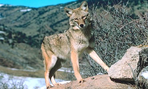 Coyote - Key Facts, Information & Pictures
