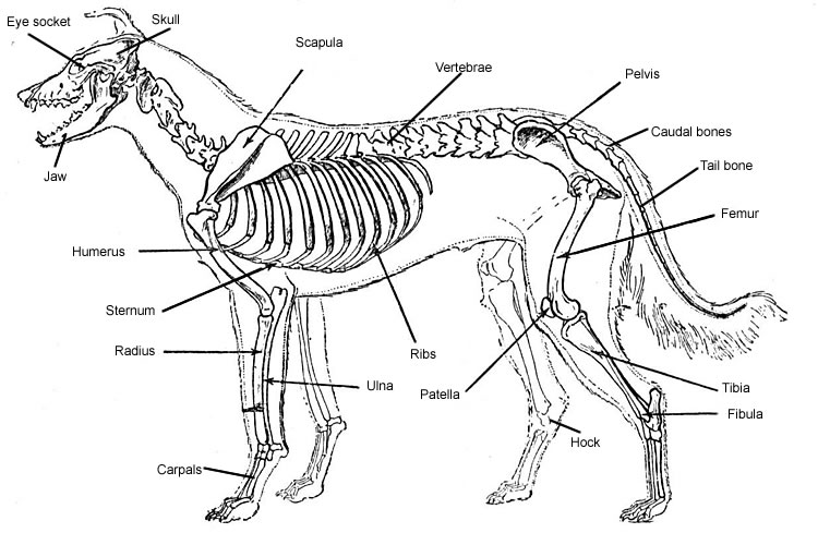Dog External Anatomy