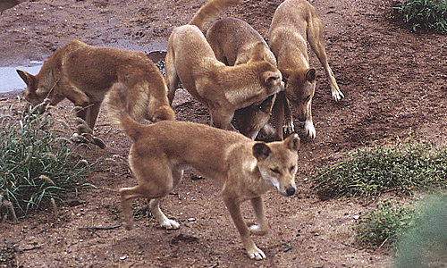 australian dingo pack