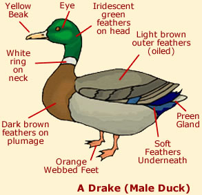 Duck Anatomy