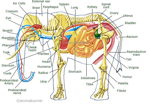 Female Elephant Anatomy