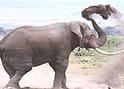 Elephant throwing mud
