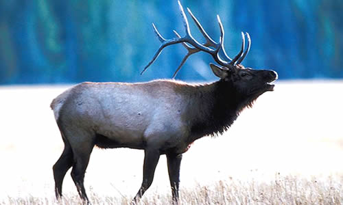 Elk - Key Facts, Information & Pictures