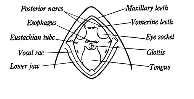 Mouth Cavity Of A Frog - Diagram Of A Frogs Mouth