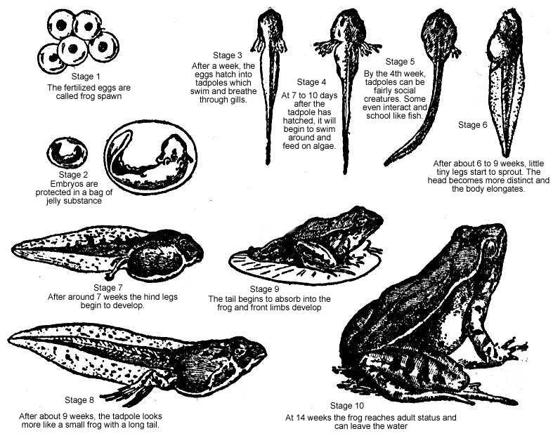 Development Stages Of A Frog
