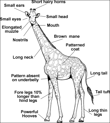 Giraffe Anatomy
