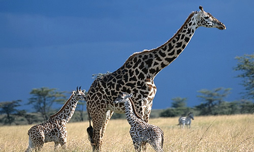 Giraffe - Top Facts, Sounds, Diet & Habitat Information