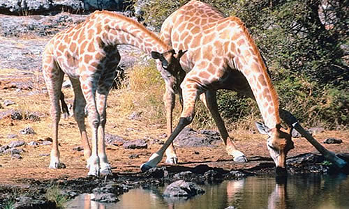 Giraffe Bending
