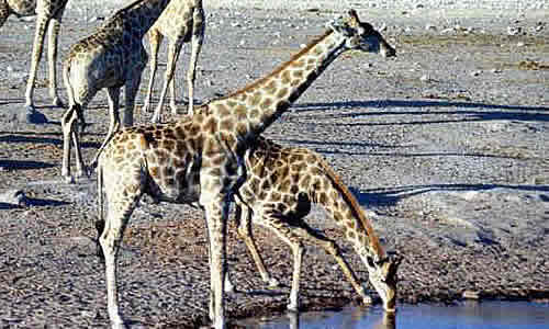 Жираф масаи - факты, диета и среда обитания