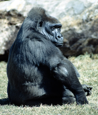 Горные гориллы: факты, диета и среда обитания