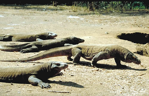 Komodo Dragon - Key Facts, Information & Habitat