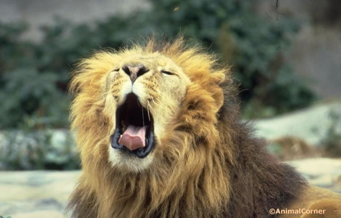 Lions - Big Cat Facts, Information & Habitat