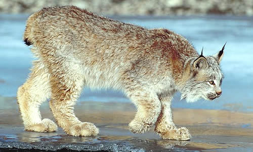 Lynx Cats - Key Facts, Information & Pictures