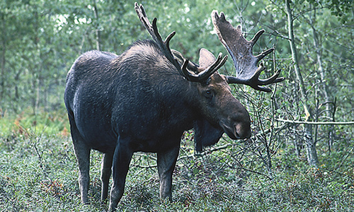 do moose have tails
