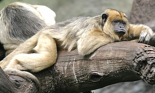 Howler Monkeys Facts Information Habitat