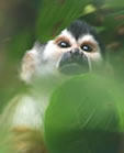 Беличьи обезьяны — факты, информация и среда обитания