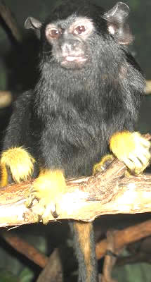 Тамаринские обезьяны — факты, информация и среда обитания