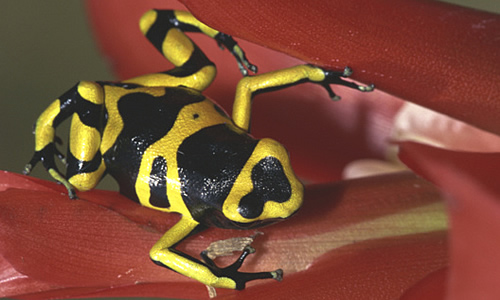 Poison Arrow Frogs Facts Information Habitat
