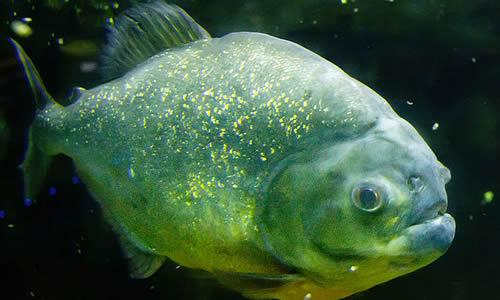 Piranha Fish Facts Diet Habitat Information