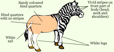 Quagga Zebra - факты, информация о видах и средах обитания