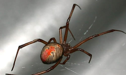 red back spider size