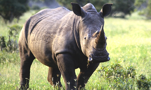 Носорог - толстокожие носороги, факты, информация и окружающая среда