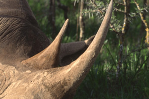 Носорог - толстокожие носороги, факты, информация и окружающая среда