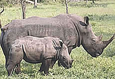 Белый носорог вымер: факты, диета и среда обитания
