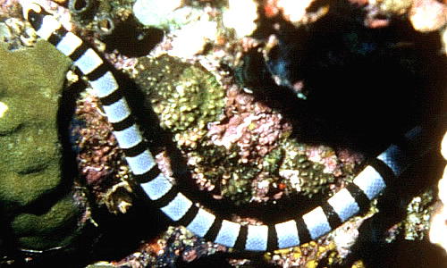 Морские змеи - факты, информация о яде и среде обитания