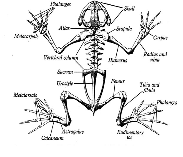 Skeletal anatomy of a frog