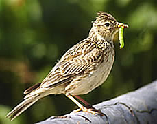 skylark bird