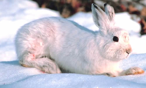 Заяц-беляк: факты, диета и среда обитания
