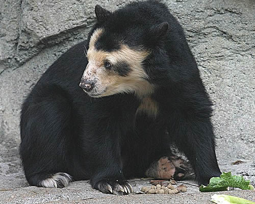 Очковый медведь — факты, диета и среда обитания