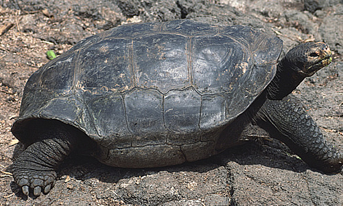 Tortoise - Facts, Life Span, Diet & Habitat Information