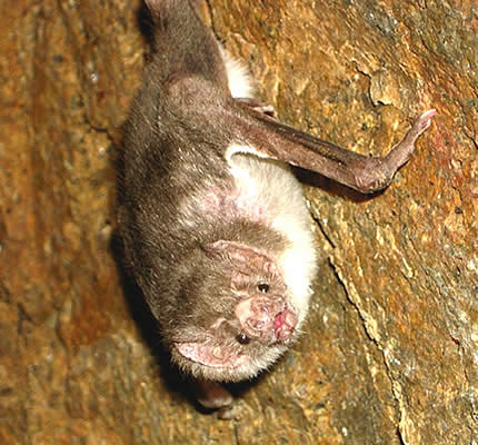 Летучие мыши-вампиры: факты, диета и среда обитания