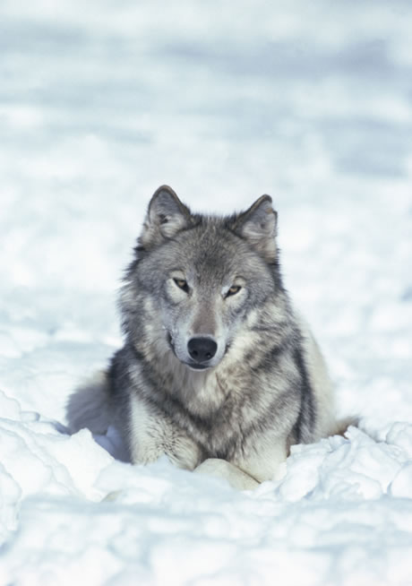 Wolves - Facts, Diet & Habitat Information