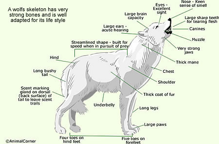 Wolf Anatomy - Body Types & Fur