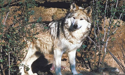 mexican grey wolf habitat