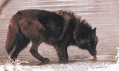 Тундровый волк: факты, размер, диета и среда обитания
