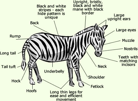 Zebra Anatomy Diagram - External Annotated Image