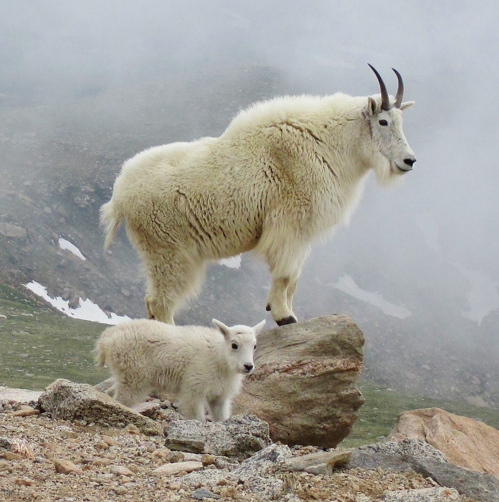 Mountain Goat - Animal Corner