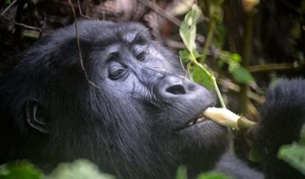 Горные гориллы: факты, диета и среда обитания