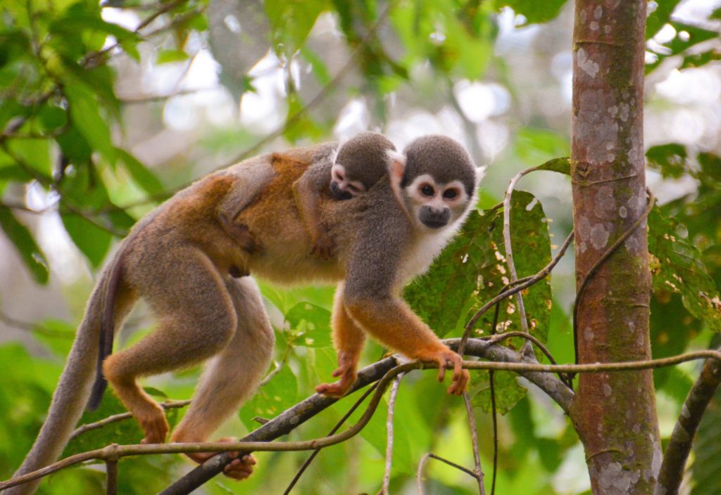 New World Monkeys - Facts, Information & Habitat