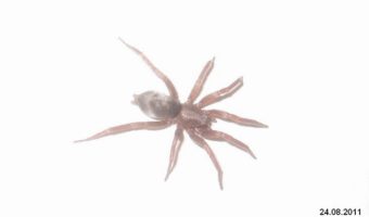 Мышиный паук — факты, информация о яде и среде обитания