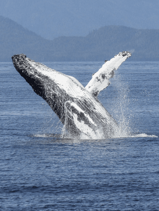 A Fin Whale