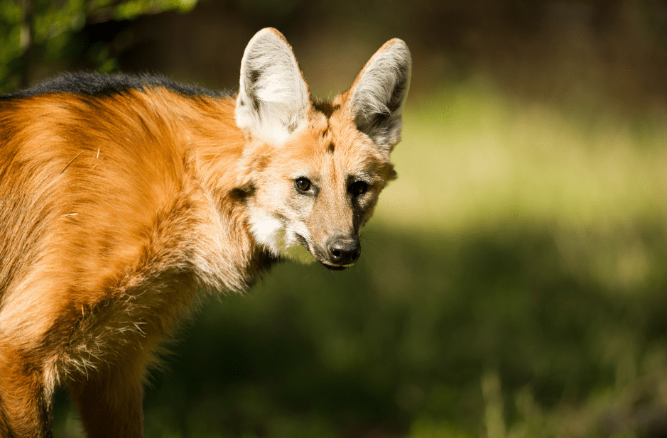 a-maned-wolf