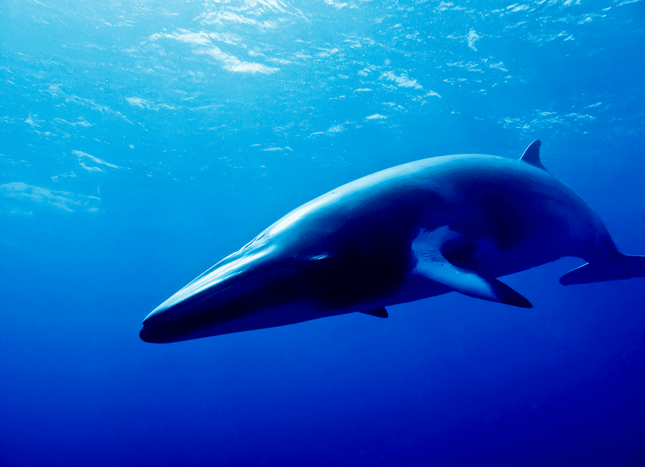 A Minke Whale